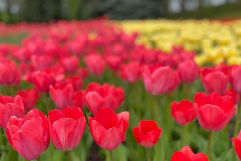 Відсьогодні стартує найочікуваніша виставка тюльпанів на Співочому полі