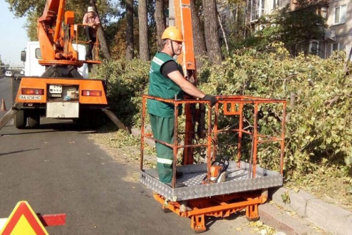 У Солом'янському районі рятують дерева від омели